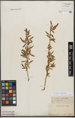 Foto von Salix triandra L. x Salix viminalis L.